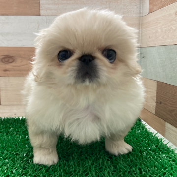 animal_image