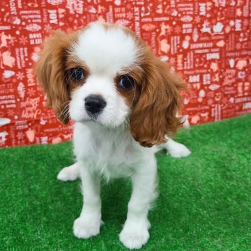 animal_image