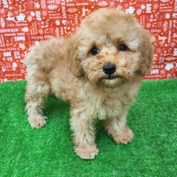 animal_image