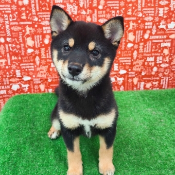 animal_image