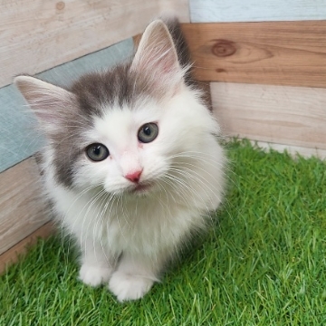 animal_image