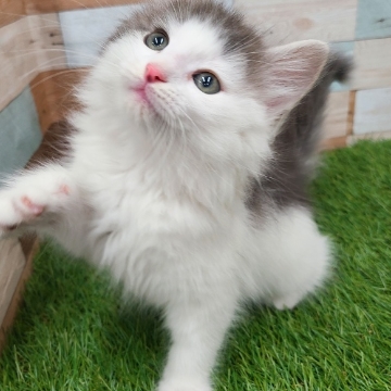 animal_image