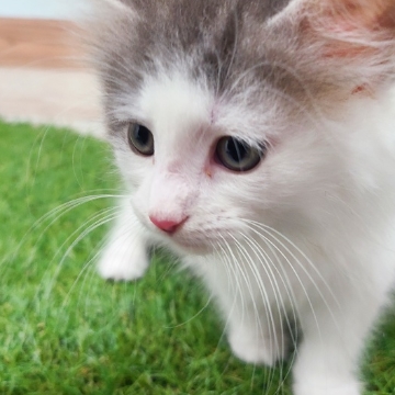 animal_image