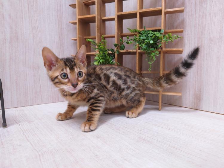 animal_image