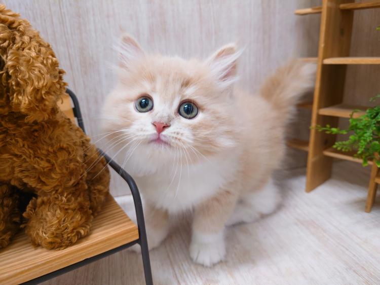 animal_image
