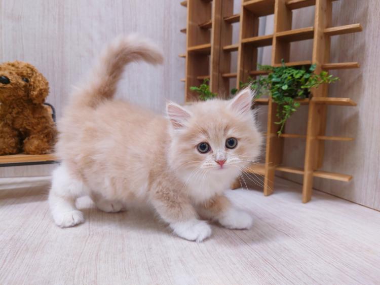 animal_image