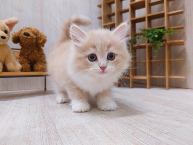 animal_image