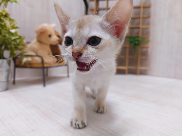animal_image