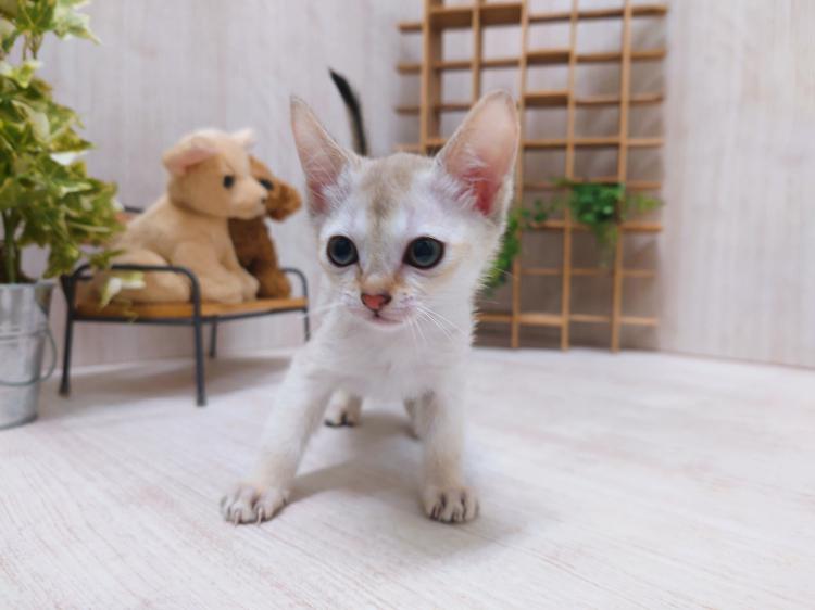 animal_image