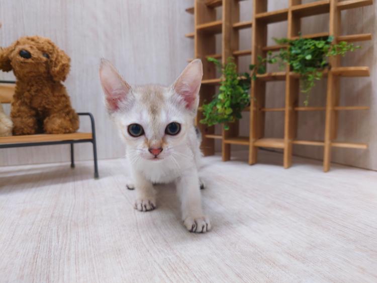 animal_image