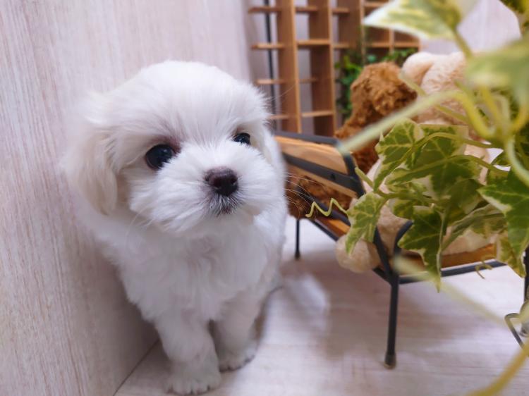 animal_image