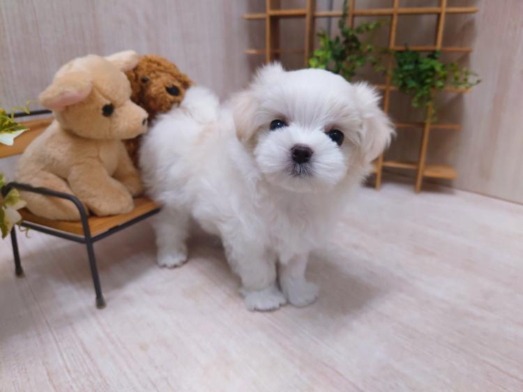 animal_image