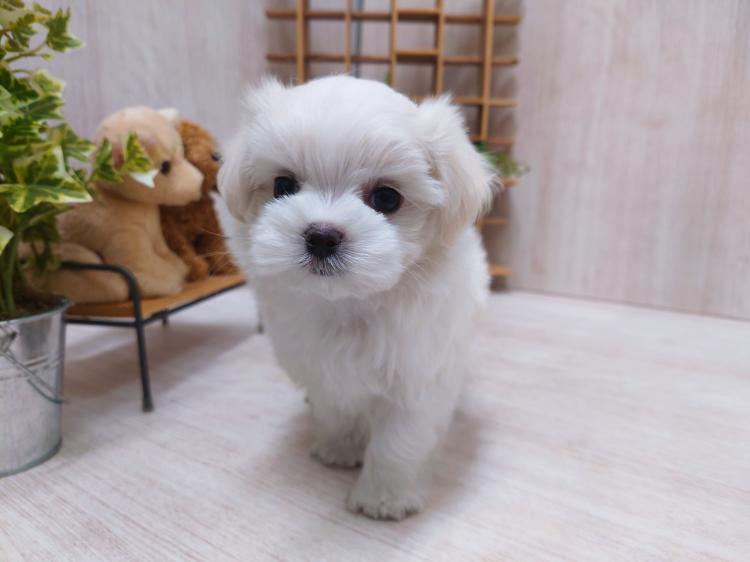 animal_image