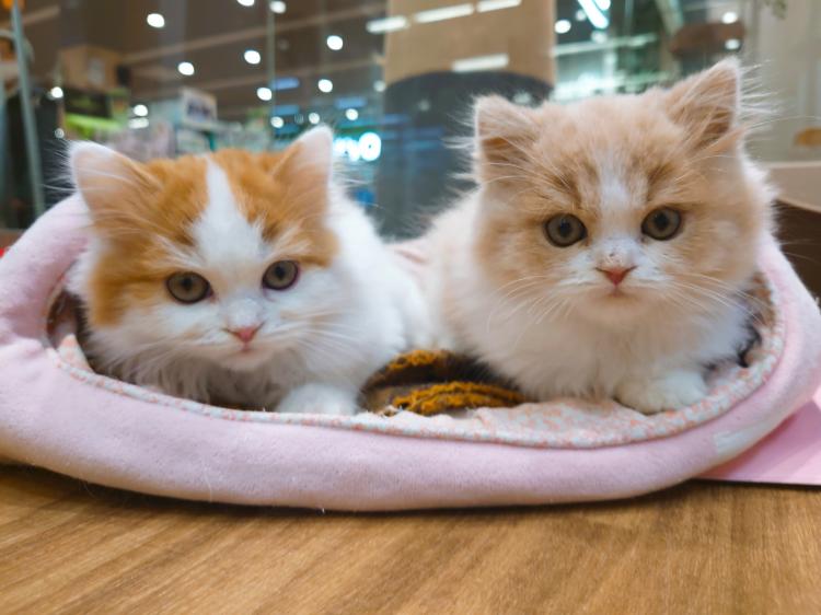 animal_image