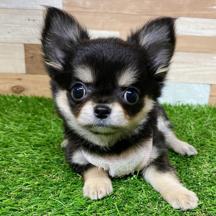 animal_image