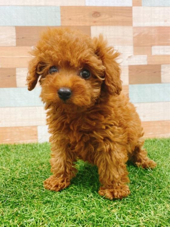 animal_image