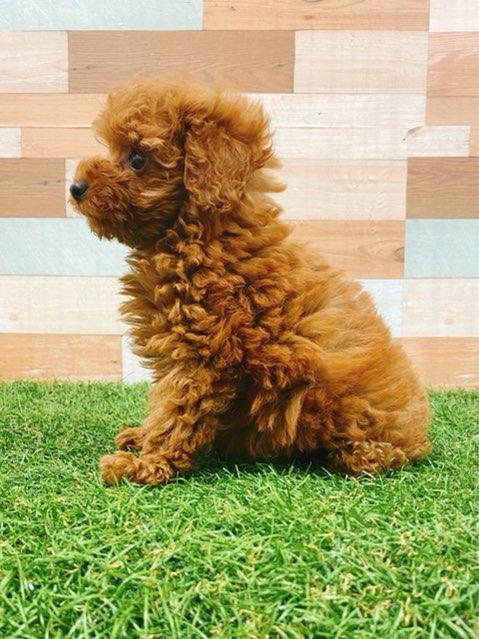 animal_image