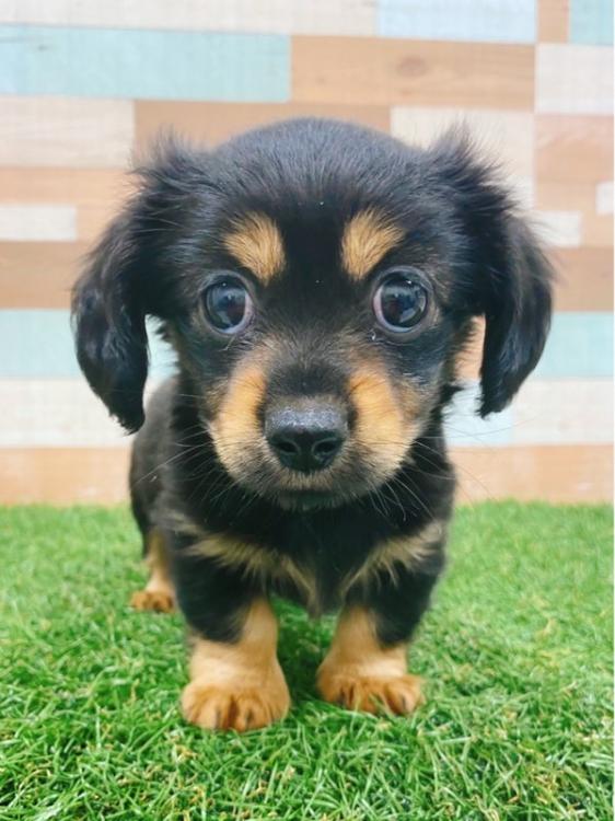 animal_image