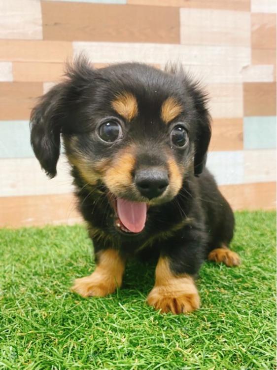animal_image