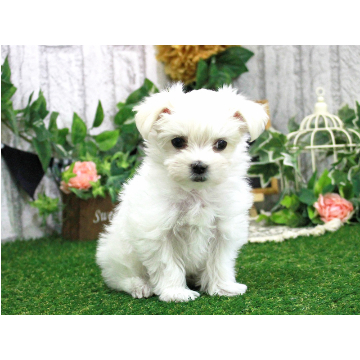 animal_image