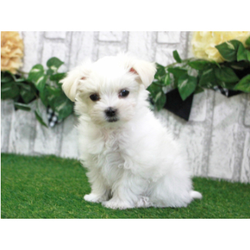 animal_image