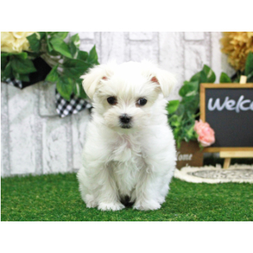 animal_image