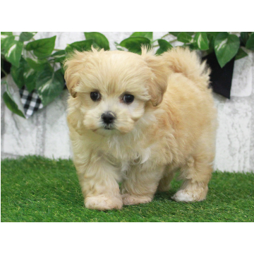 animal_image