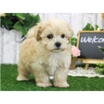 animal_image
