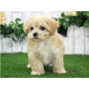 animal_image
