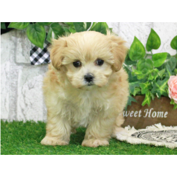 animal_image