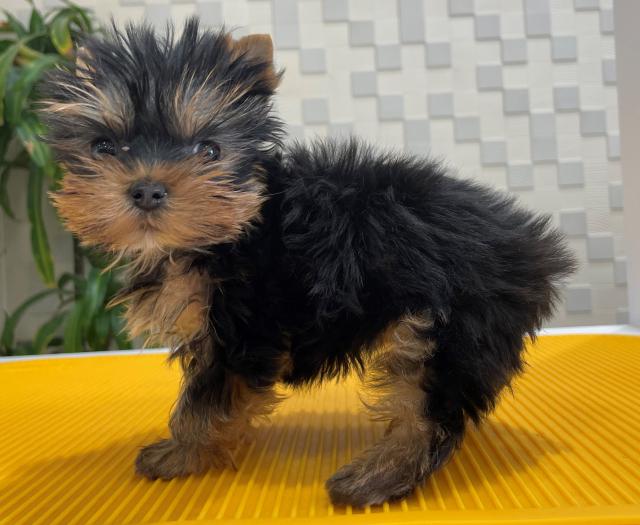 animal_image
