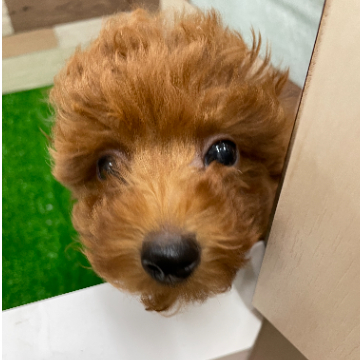 animal_image