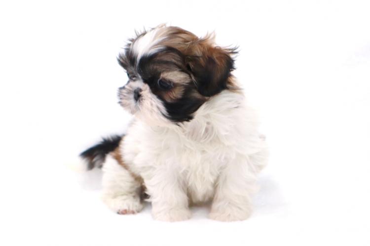 animal_image