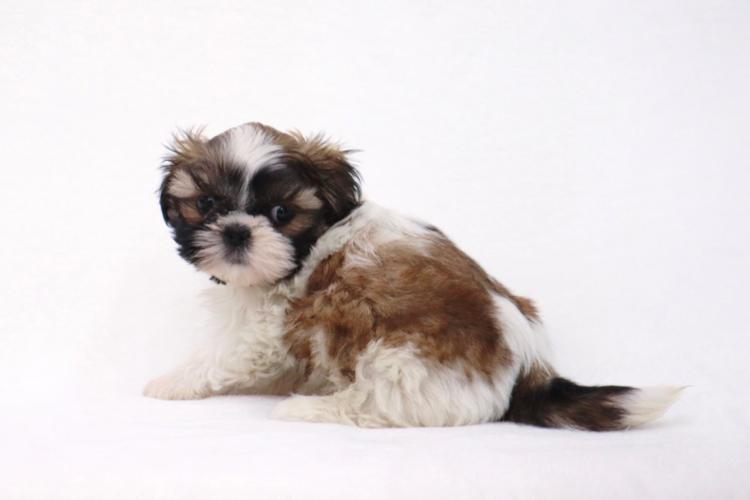 animal_image