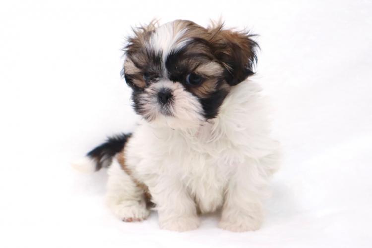 animal_image