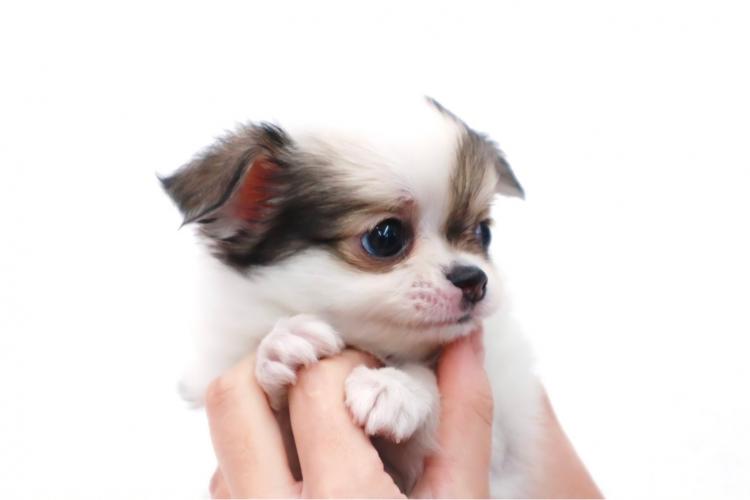 animal_image
