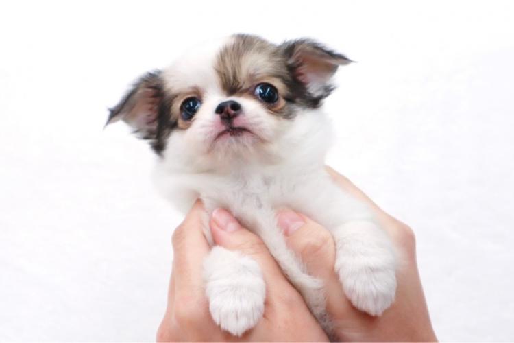 animal_image