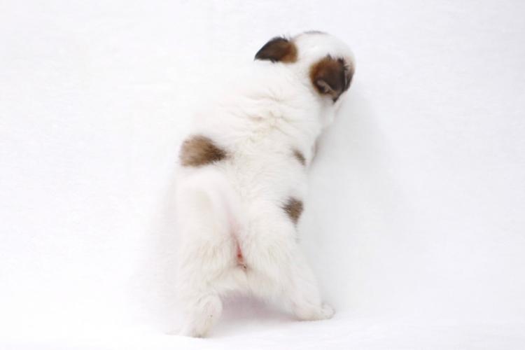 animal_image