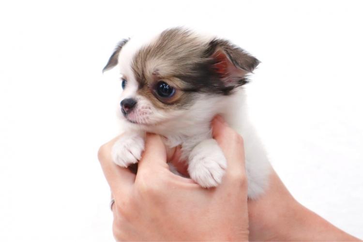 animal_image