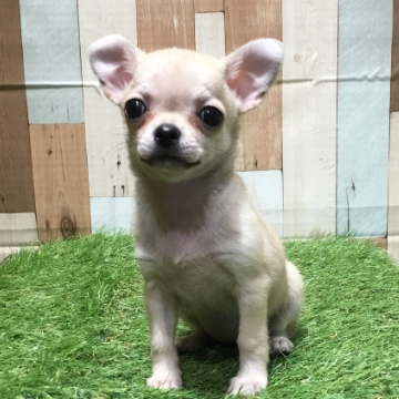 animal_image