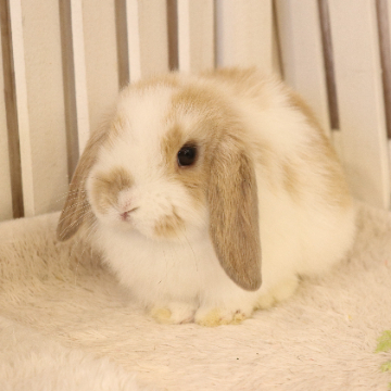 animal_image
