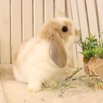 animal_image