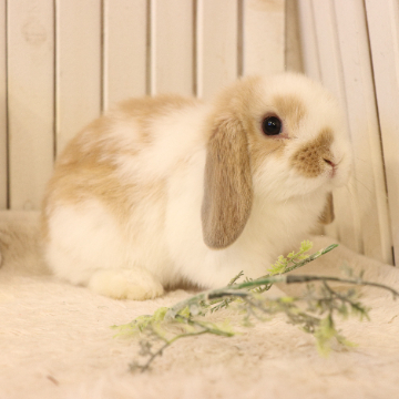 animal_image