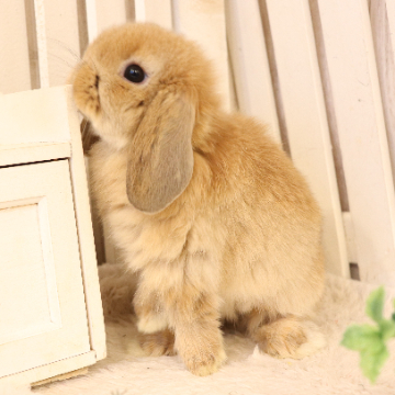animal_image