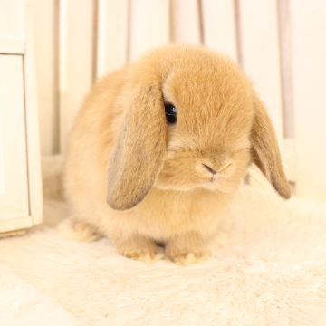 animal_image