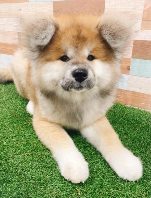 animal_image