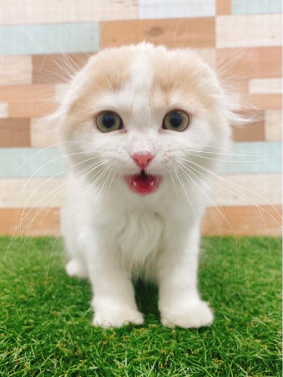 animal_image