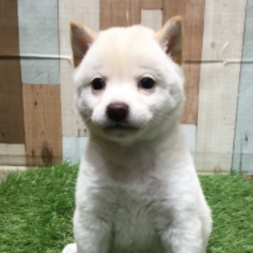 animal_image