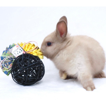 animal_image