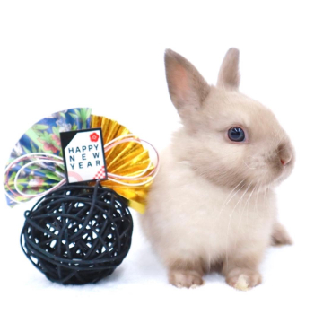 animal_image